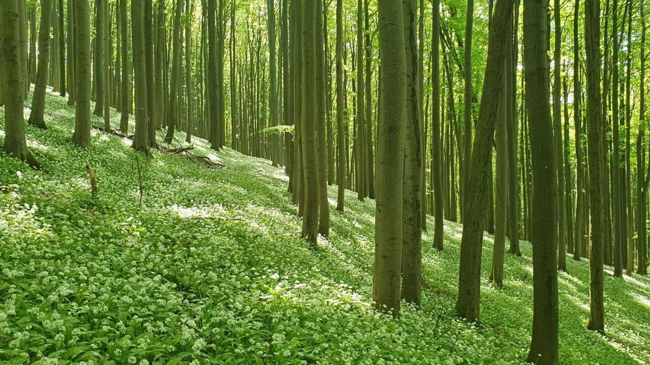 Kaline 2 Διαμέρισμα Wildflecken Εξωτερικό φωτογραφία